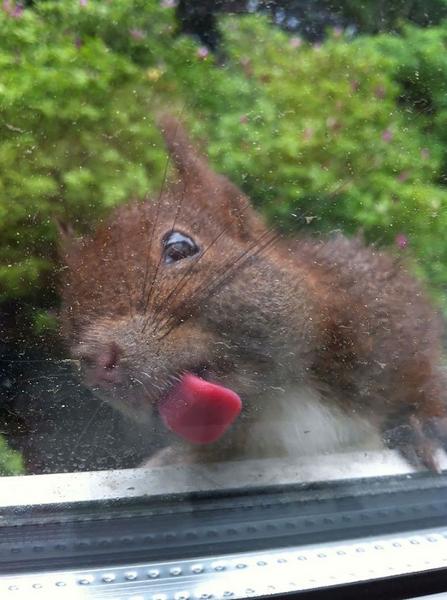 pictures of animals, pink tongue