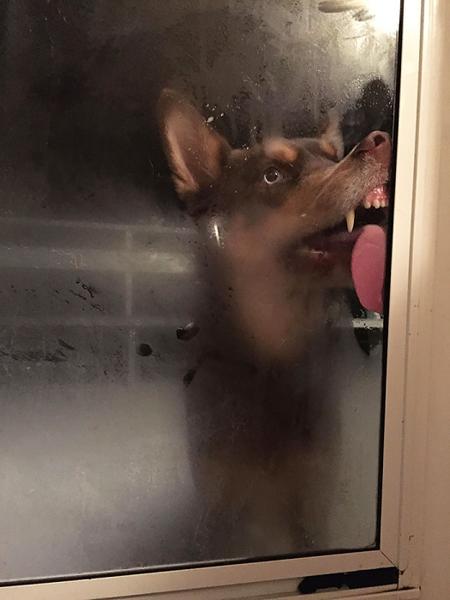pictures of animals, pink tongue