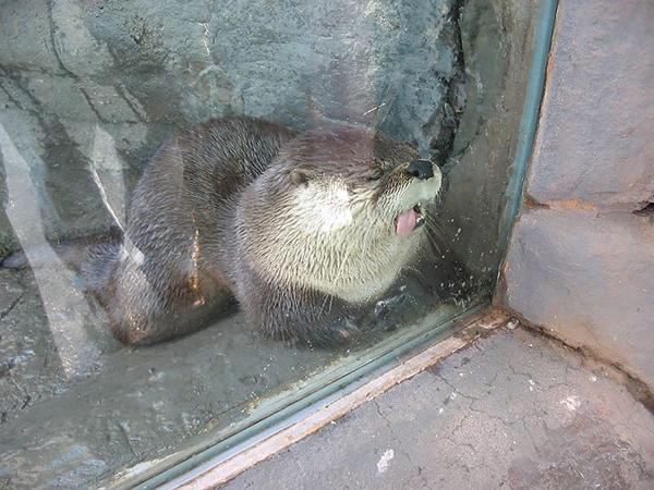 pictures of animals, pink tongue
