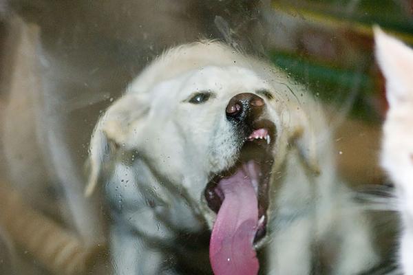 pictures of animals, pink tongue