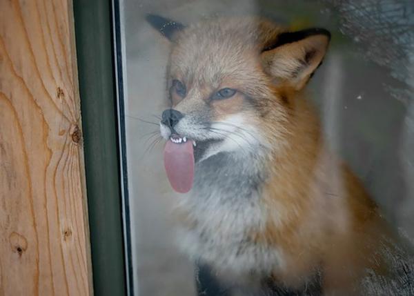 pictures of animals, pink tongue