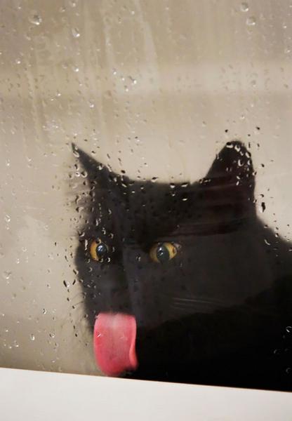 pictures of animals, pink tongue