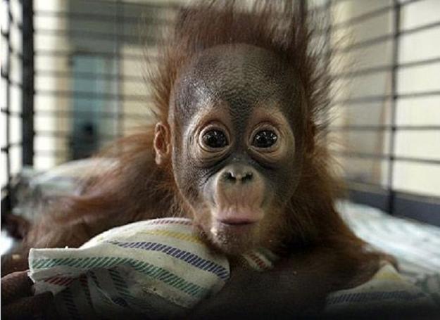 images of animals, surprised portraits