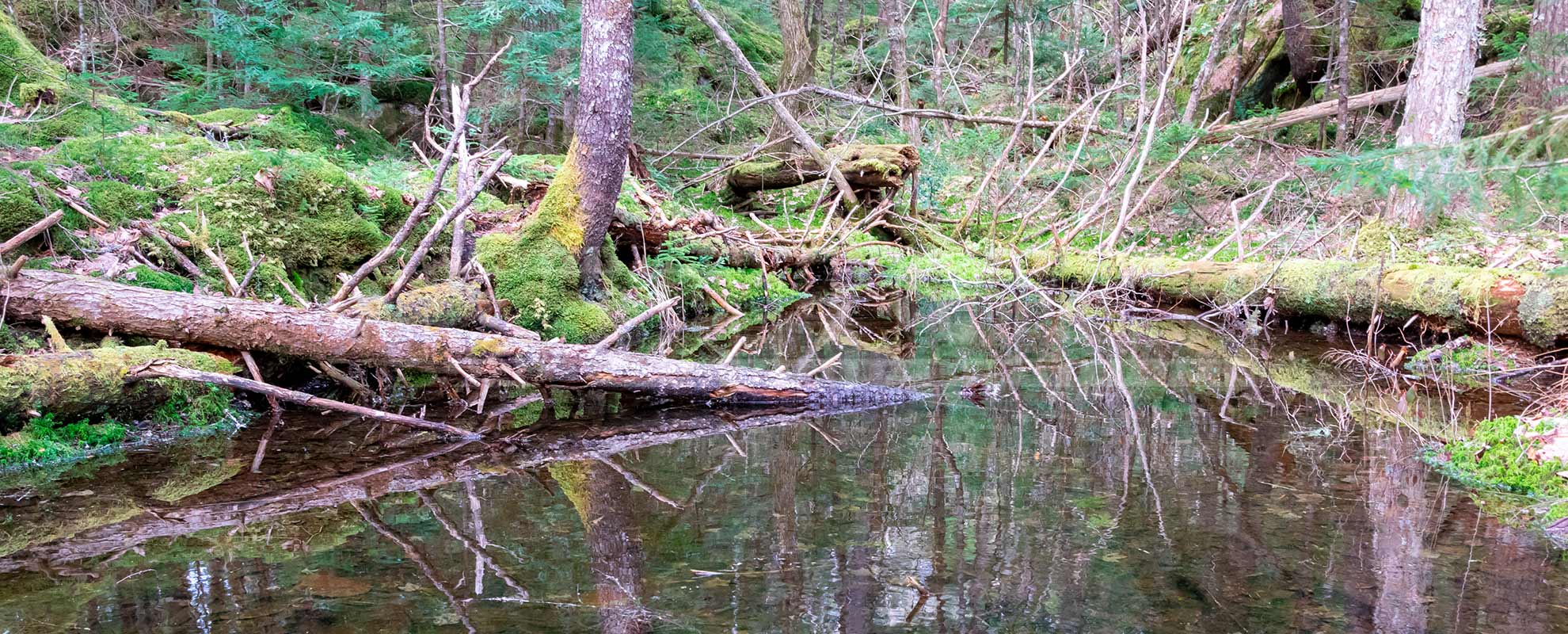 nova scotia brook forest in the spring
