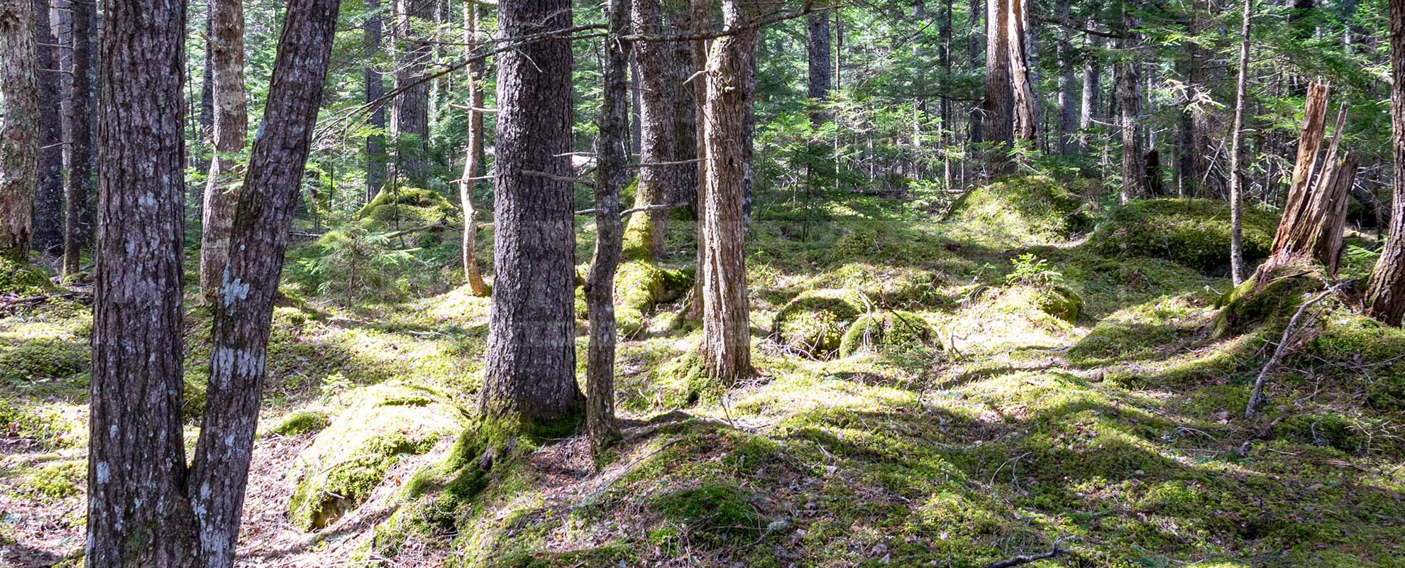 forest hike in Nova Scotia, beautiful wild nature