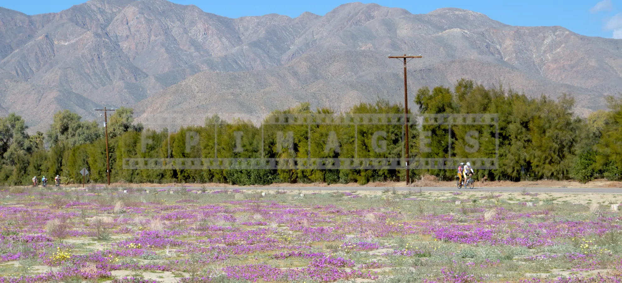 group of people on bicycles riding flat roads amid lush bloom of spring wildflowers
